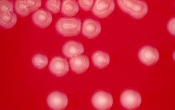 Neisseria canis Blood Agar 24h culture incubated with CO2