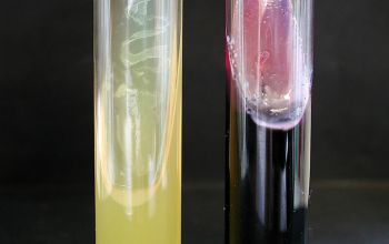 Salmonella typhimurium (Salmonella enterica subsp. enterica serovar Typhimurium)  culture 
