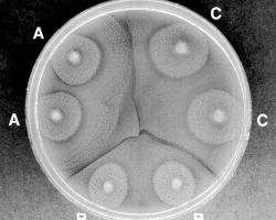 Dienes phenomenon test_P. mirabilis